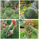 Spiral Aloe Bonsai Plants Rare Aloe polyphylla Flower 200 Seeds