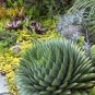 Spiral Aloe Bonsai Plants Rare Aloe polyphylla Flower 200 Seeds
