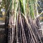 Black Sugar Cane 200 Seeds