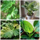 philodendron 200 Seeds