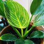 philodendron 200 Seeds