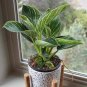 philodendron 200 Seeds