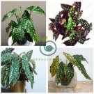 Begonia 40 Seeds