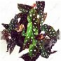 Begonia 200 Seeds