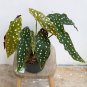 Begonia 200 Seeds