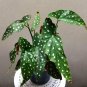 Begonia 200 Seeds