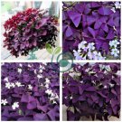 Oxalis Wood sorrel Flower Oxalis Purple Shamrock 200 Seeds