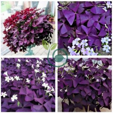Oxalis Wood sorrel Flower Oxalis Purple Shamrock 200 Seeds