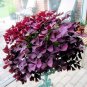 Oxalis Wood sorrel Flower Oxalis Purple Shamrock 200 Seeds