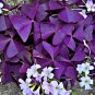 Oxalis Wood sorrel Flower Oxalis Purple Shamrock 200 Seeds