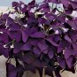 Oxalis Wood sorrel Flower Oxalis Purple Shamrock 200 Seeds