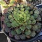 Oxalis palmifrons Bonsai Rare Flower Bonsai 200 Seeds