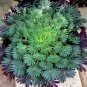 Oxalis palmifrons Bonsai Rare Flower Bonsai 200 Seeds