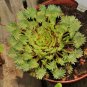 Oxalis palmifrons Bonsai Rare Flower Bonsai 200 Seeds