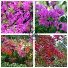 Bougainvillea Spectabilis Willd Seeds Bonsai Flower Plant 200 Seeds