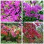 Bougainvillea Spectabilis Willd Seeds Bonsai Flower Plant 200 Seeds