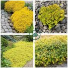 Creeping Thyme Seeds Yellow Rock Cress Seeds Perennial Ground cover flower 200Seeds