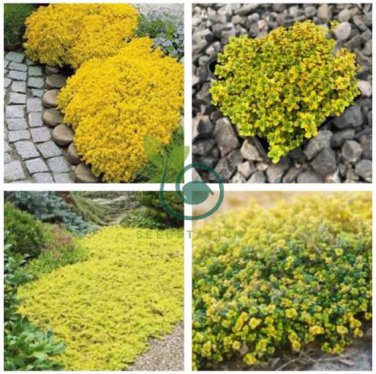 Creeping Thyme Seeds Yellow Rock Cress Seeds Perennial Ground cover flower 200Seeds