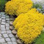 Creeping Thyme Seeds Yellow Rock Cress Seeds Perennial Ground cover flower 200Seeds