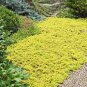 Creeping Thyme Seeds Yellow Rock Cress Seeds Perennial Ground cover flower 200Seeds