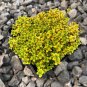 Creeping Thyme Seeds Yellow Rock Cress Seeds Perennial Ground cover flower 200Seeds
