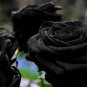 Turkey Black Rose Shrub Plant Flower 100 Seeds