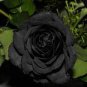 Turkey Black Rose Shrub Plant Flower 100 Seeds
