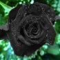 Turkey Black Rose Shrub Plant Flower 100 Seeds