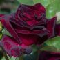 Black Baccara Hybrid Rose Shrub Flower 100 Seeds