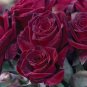 Black Baccara Hybrid Rose Shrub Flower 100 Seeds