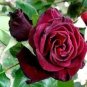Black Baccara Hybrid Rose Shrub Flower 100 Seeds