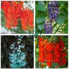 Rare Heirloom Mucuna Blue Red Black Jade Vine Bonsai 10 Seeds