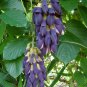 Rare Heirloom Mucuna Blue Red Black Jade Vine Bonsai 10 Seeds