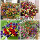 'Xiao Jiujin' Hanging Mixed Bonsai Petunia Hybrid 400 Seeds