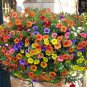 'Xiao Jiujin' Hanging Mixed Bonsai Petunia Hybrid 400 Seeds