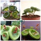 Fresh Real Crassula Umbella Semillas Bonsai Succulents Plant 200 Seeds