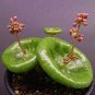 Fresh Real Crassula Umbella Semillas Bonsai Succulents Plant 200 Seeds