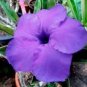 'QIYU' Adenium Light Purple Double Petals with Few White Color Flowers 4 Seeds