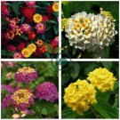 Lantana Camara Perennial Bonsai Flowers 40 Seeds