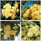 Heirloom 'Lady Banks' Yellow Climbing Rose Flower Seeds 100 Seeds