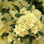Heirloom 'Lady Banks' Yellow Climbing Rose Flower Seeds 100 Seeds
