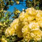 Heirloom 'Lady Banks' Yellow Climbing Rose Flower Seeds 100 Seeds