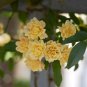 Heirloom 'Lady Banks' Yellow Climbing Rose Flower Seeds 100 Seeds
