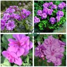 Rare Geranium Seeds Purple Tulip Pelargonium 20 Seeds