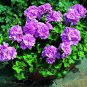 Rare Geranium Seeds Purple Tulip Pelargonium 20 Seeds