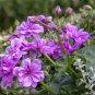 Rare Geranium Seeds Purple Tulip Pelargonium 20 Seeds