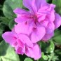 Rare Geranium Seeds Purple Tulip Pelargonium 20 Seeds