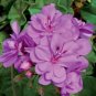 Rare Geranium Seeds Purple Tulip Pelargonium 20 Seeds