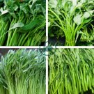 Thai Water Spinach Kangkong Vegetable 60 Seeds