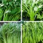 Thai Water Spinach Kangkong Vegetable 60 Seeds